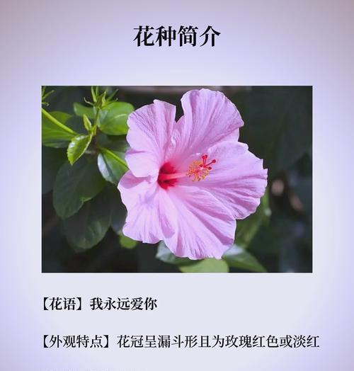 扶桑玫瑰的种植方法是什么？如何确保成活率？