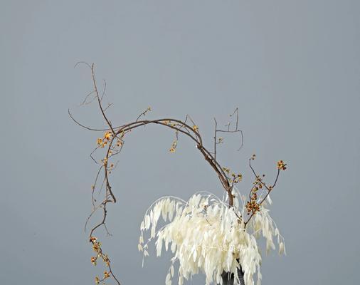 扶桑玫瑰的种植方法是什么？如何确保成活率？
