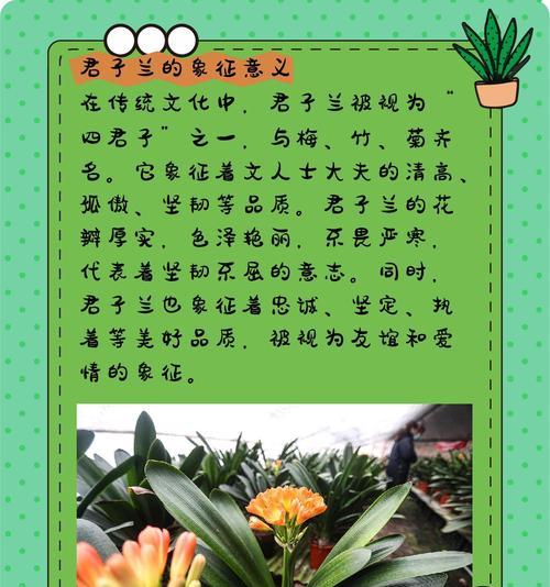 君子兰有哪些小品种？如何识别？