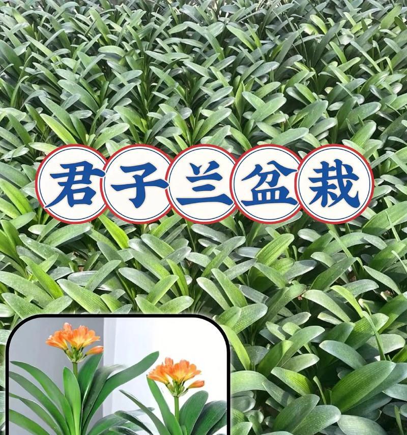 君子兰有哪些小品种？如何识别？