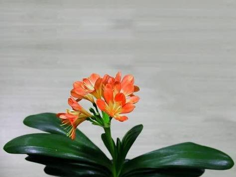 冬季君子兰如何养护？有哪些注意事项？
