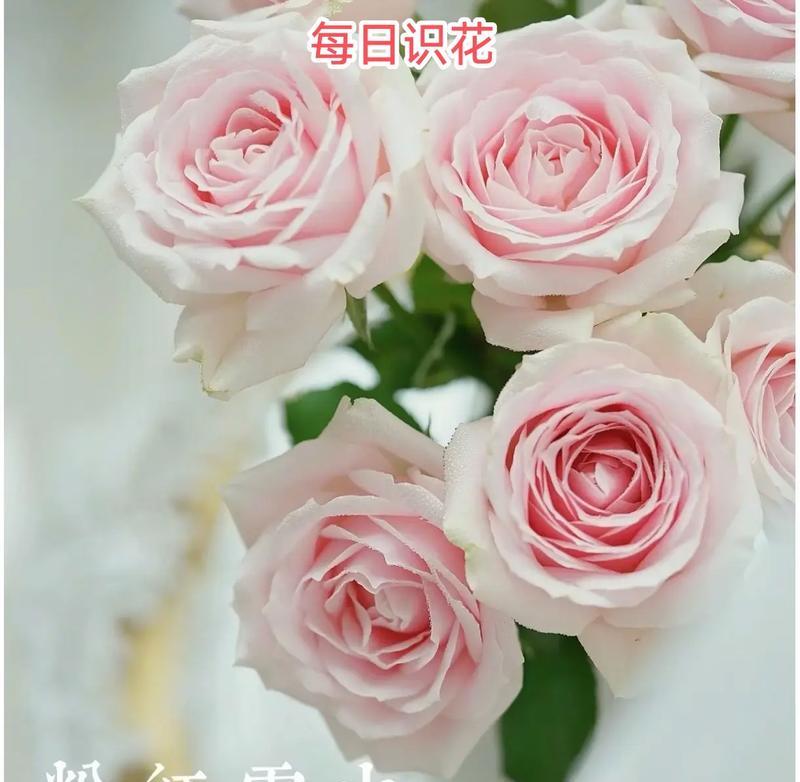 雪山怎么插玫瑰花才好看？插花的技巧是什么？