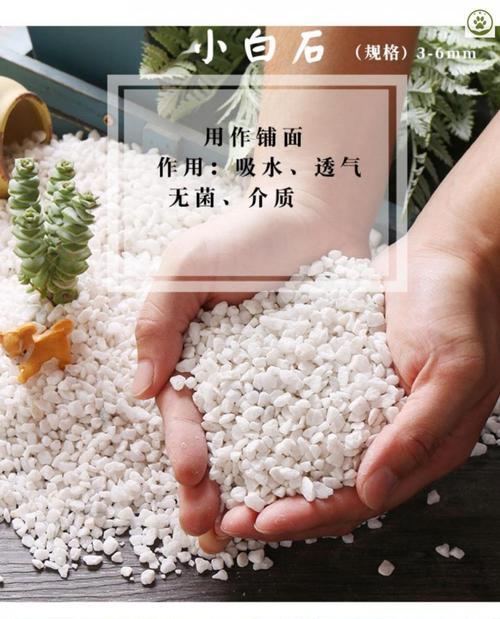 仙人球生长所需的肥料种类和使用方法是什么？