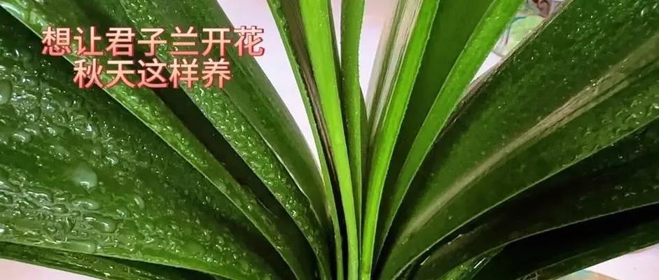 君子兰的种植方法是什么？有哪些关键步骤？