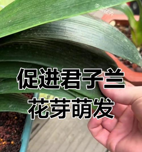 君子兰的种植方法是什么？有哪些关键步骤？