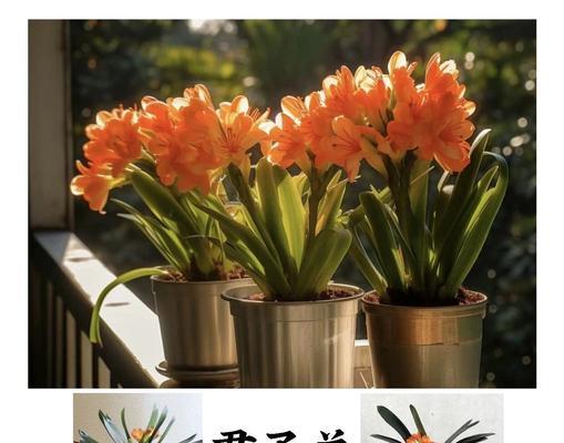 君子兰的种植方法是什么？有哪些关键步骤？