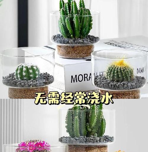 仙人球浇水后发绿变软是什么原因？如何解决？