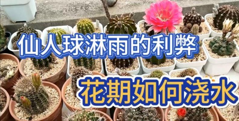 仙人球浇水后发绿变软是什么原因？如何解决？