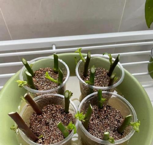牡丹花裸根春季栽种的步骤是什么？