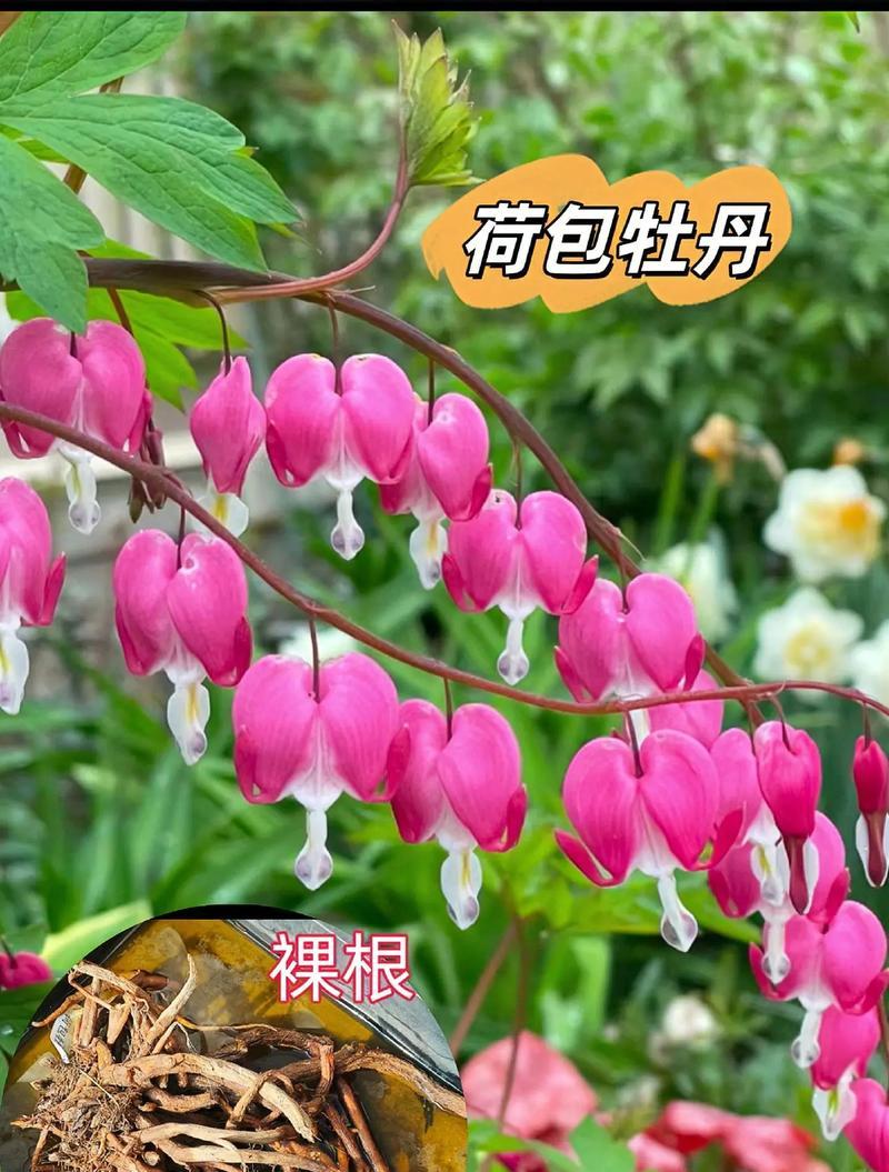 牡丹花裸根春季栽种的步骤是什么？