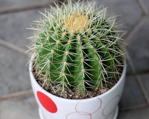 仙人球快速种植方法是什么？需要多长时间才能生根？