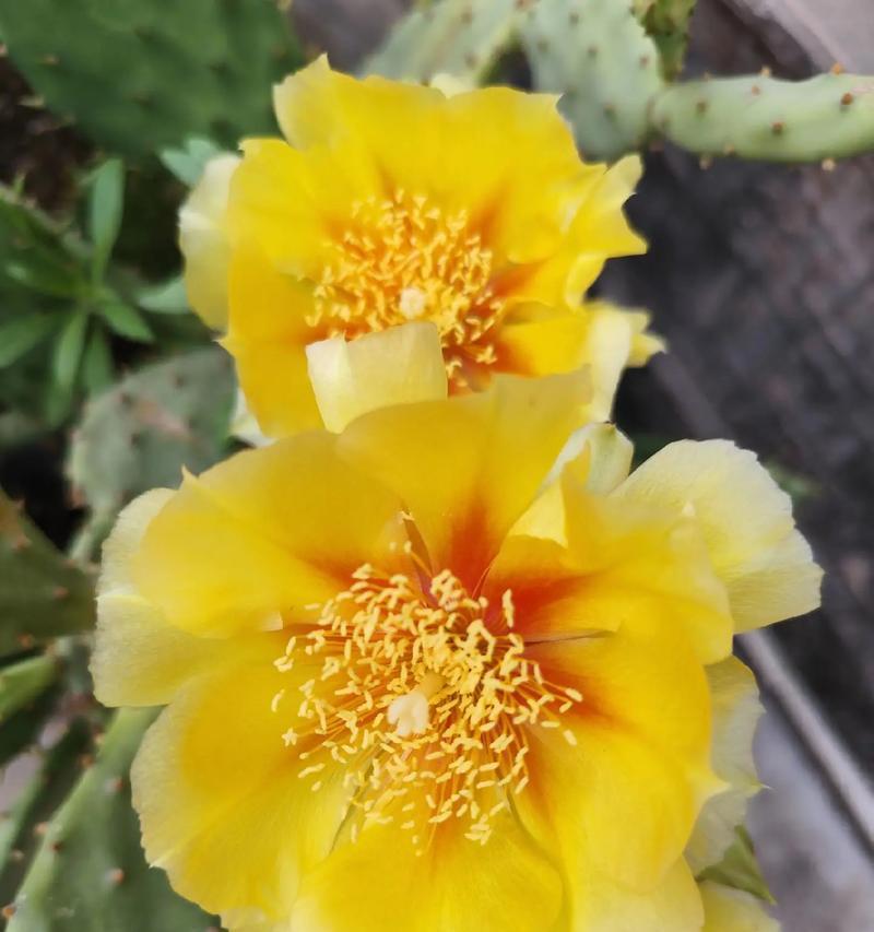 仙人掌如何开花？怎样促进花叶子的生长？