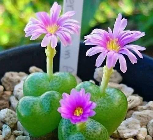 仙人掌如何开花？怎样促进花叶子的生长？