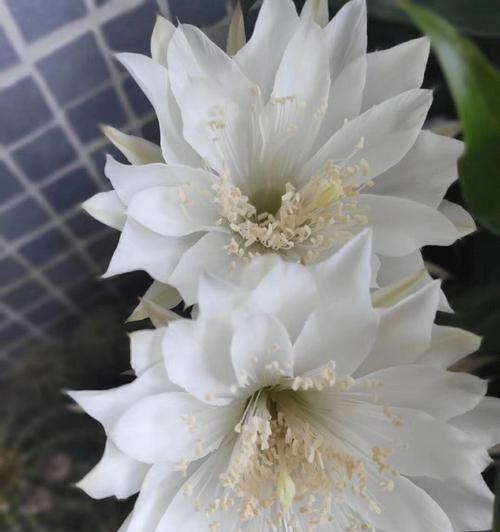 仙人球开花的最佳状态是什么？