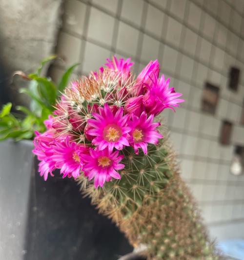 仙人球开花的最佳状态是什么？