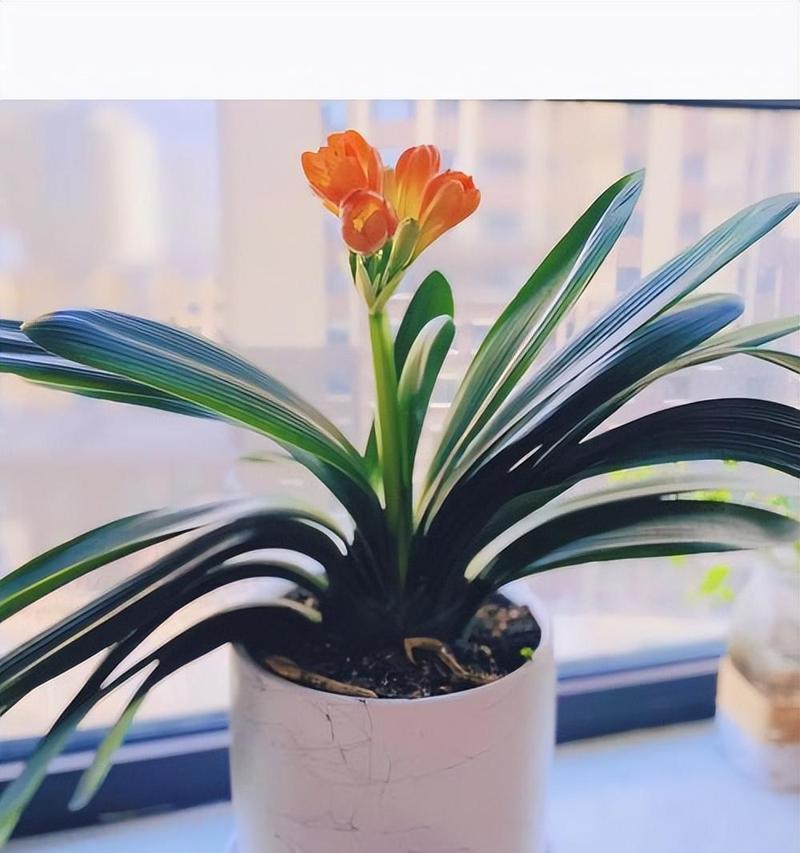 哪种君子兰品种最适合新手？好养的品种推荐？