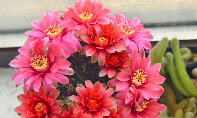 绿植花卉仙人掌开花后应如何养护？