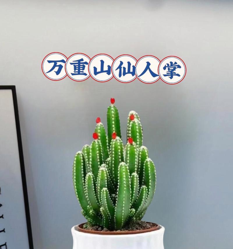 绿植花卉仙人掌开花后应如何养护？