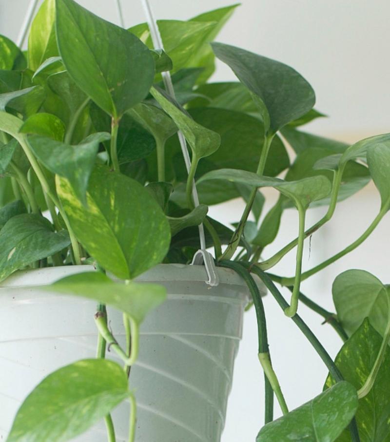 绿植花卉仙人掌开花后应如何养护？
