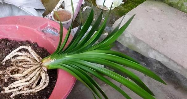 新买的君子兰种植步骤是什么？