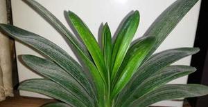 新买的君子兰种植步骤是什么？