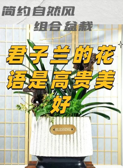 君子兰价格昂贵的养护方法是什么？