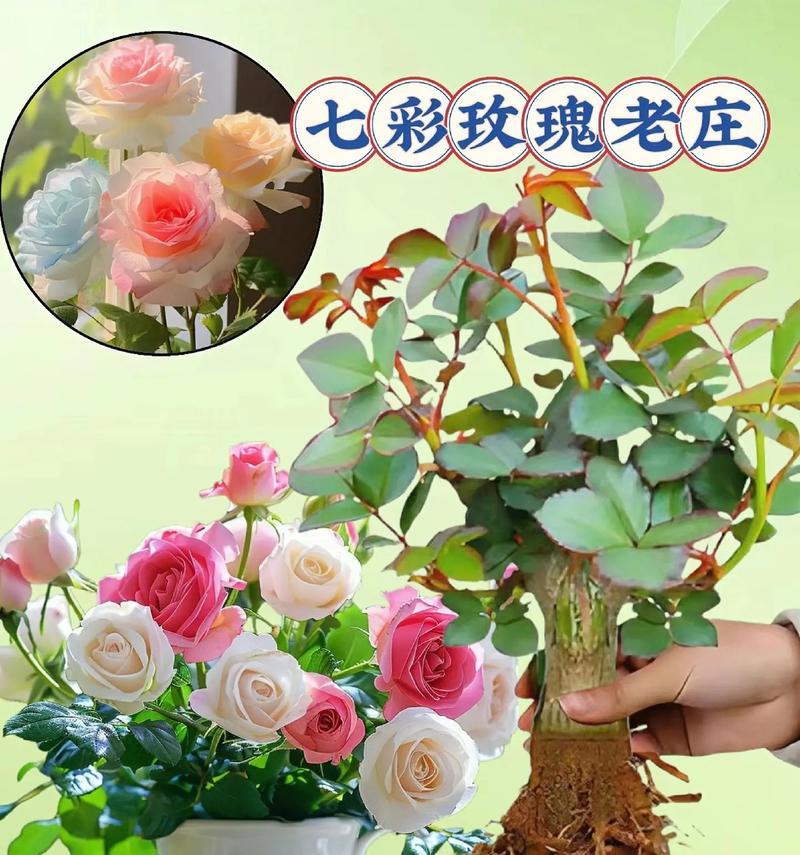 正种玫瑰花的养护方法是什么？