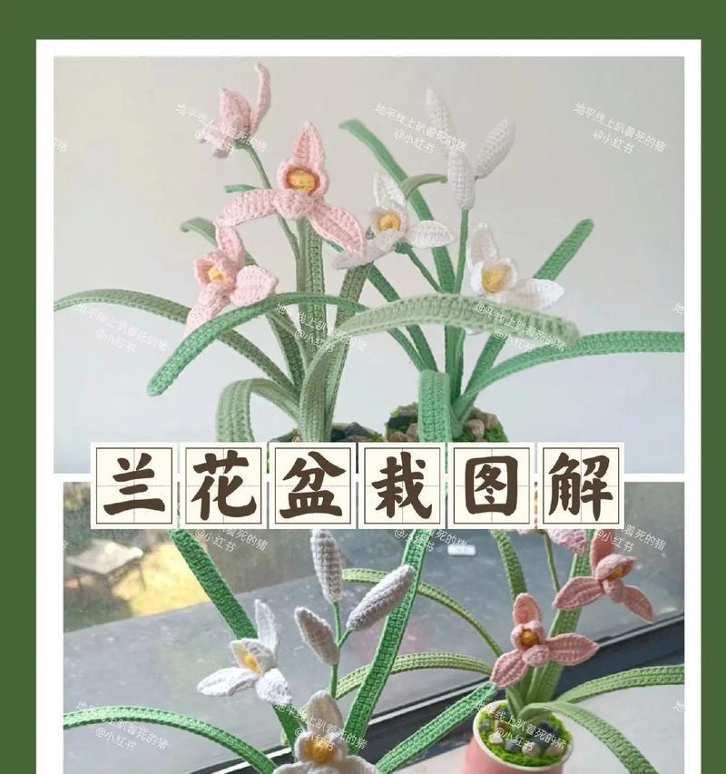 君子兰养护的图文教程在哪里找？有哪些步骤？