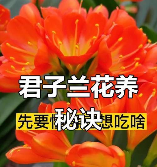 君子兰养护的图文教程在哪里找？有哪些步骤？