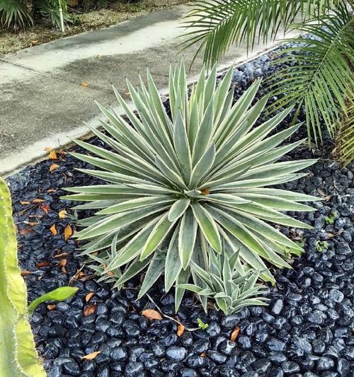 腐殖土种植仙人掌果球的步骤是什么？腐殖土对仙人掌果球有何好处？