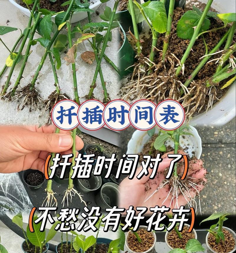 牡丹花怎么扦插成活好看？如何提高牡丹花扦插的成活率？