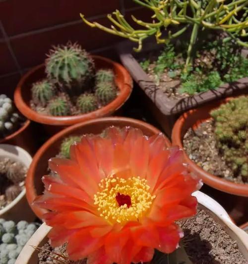 犀牛王仙人掌开花的秘诀？