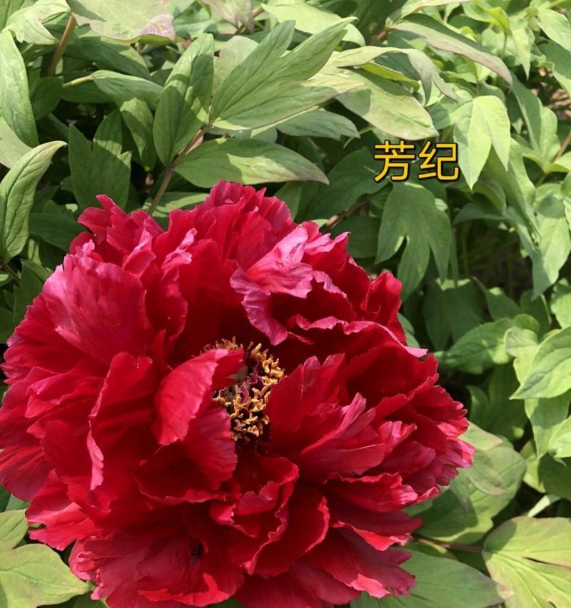 牡丹花不开花怎么办？如何促进开花？