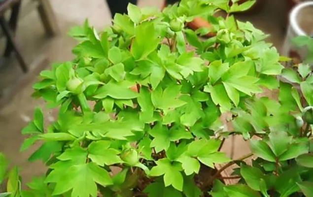 牡丹花不开花怎么办？如何促进开花？