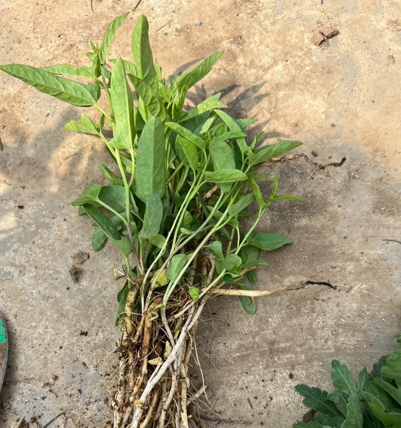 牡丹花不开花怎么办？如何促进开花？