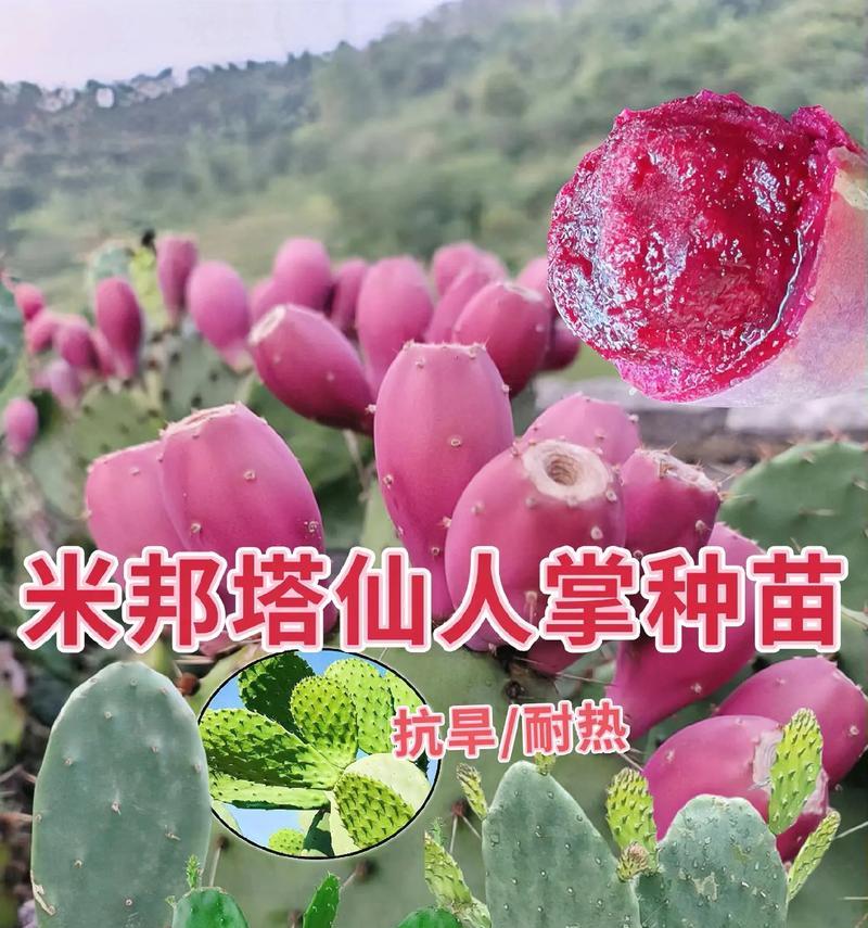 仙人掌圣利塔种植步骤是什么？