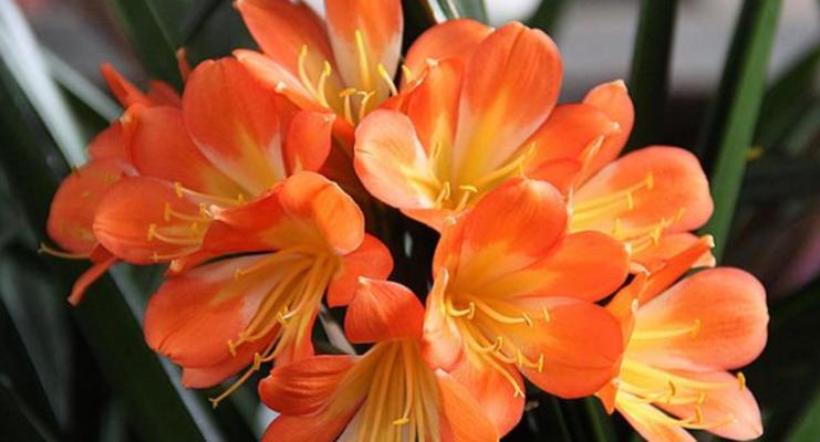 君子兰早开花晚闭花的管理技巧有哪些？如何实现？