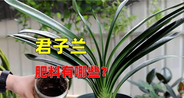 保水施肥对君子兰生长有何影响？