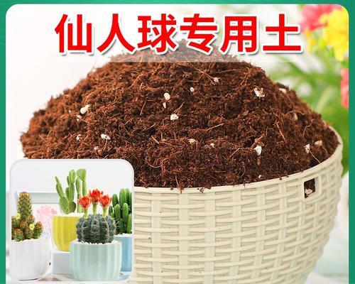 种植仙人球时应选择哪种花盆和土壤？