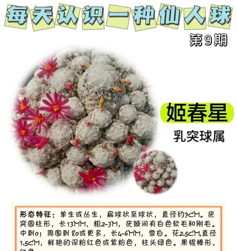 种植仙人球时应选择哪种花盆和土壤？
