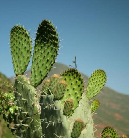仙人掌大盆种植技巧是什么？如何保持其美观？