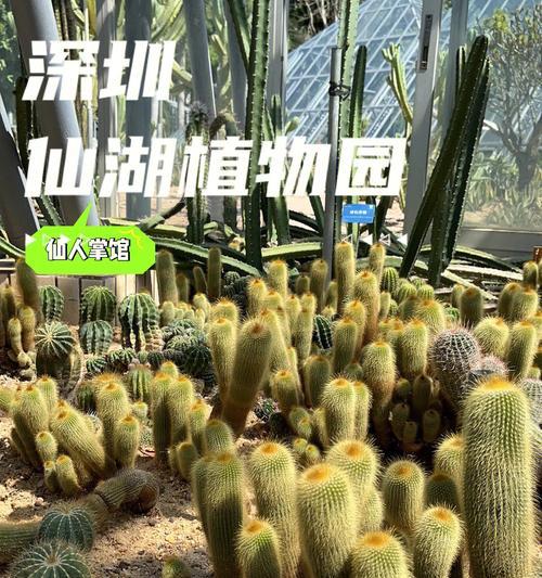 纯石子环境下仙人球的正确养护方法是什么？
