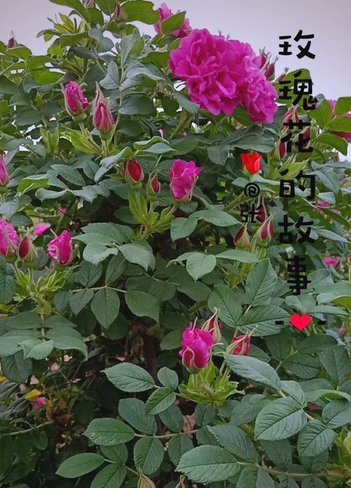 玫瑰花杆种植发芽的秘诀是什么？