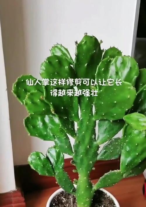 仙人掌五爪花的养护方法是什么？