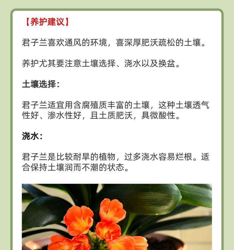 如何辨别君子兰的高质量品种？