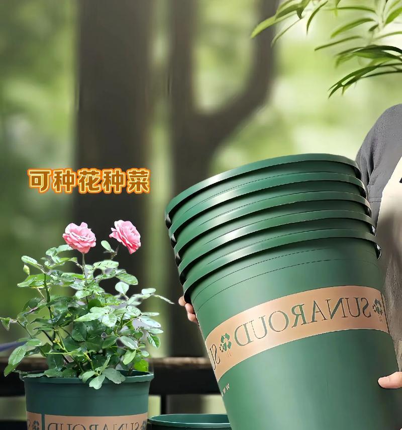 加仑花盆玫瑰花如何养护？怎样才能养得更好看？