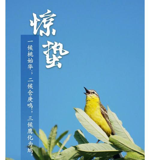 惊蛰时节仙人掌冒新芽应如何处理？有哪些注意事项？