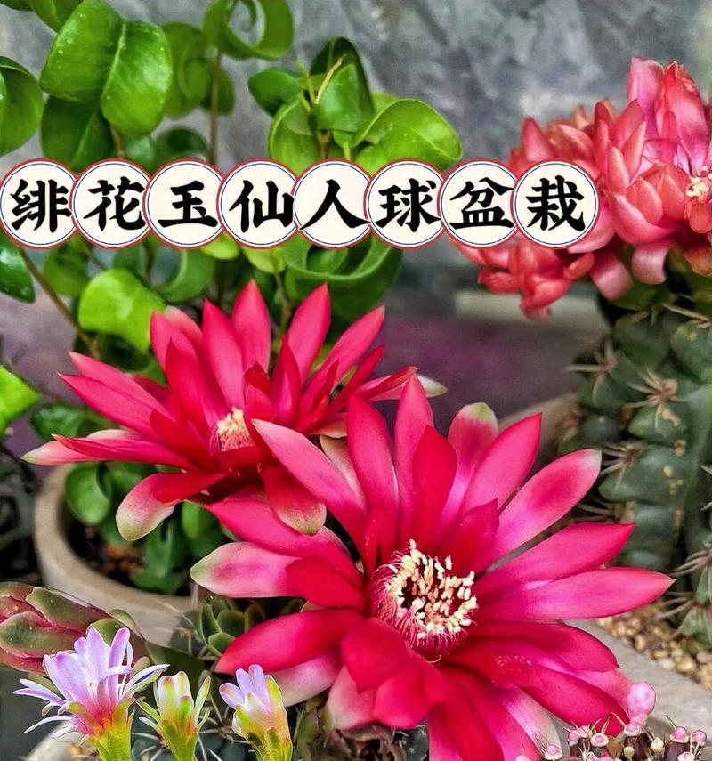 仙人球花盆中应放置哪些物品？