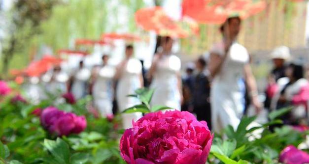 狮山牡丹花什么时开花？如何判断最佳观赏期？