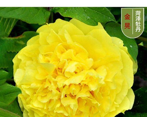狮山牡丹花什么时开花？如何判断最佳观赏期？